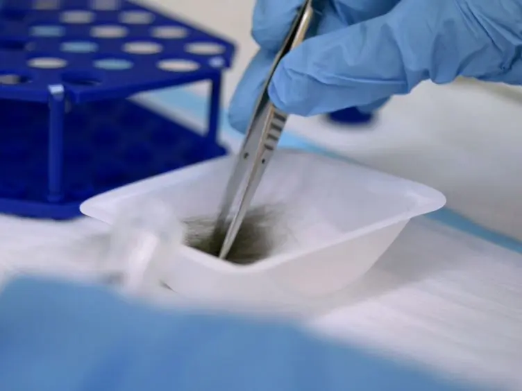 Extraction and Analysis of Cortisol from Human and Monkey Hair