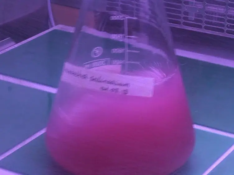 <em>In vitro</em> Investigation of the MexAB Efflux Pump From <em>Pseudomonas aeruginosa</em>