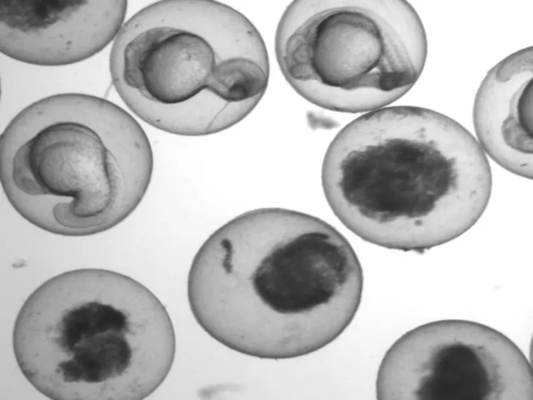 Analysis of Skeletal Muscle Defects in Larval Zebrafish by Birefringence and Touch-evoke Escape Response Assays