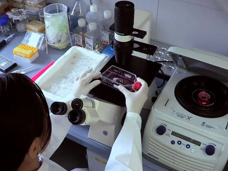 Stretch in Brain Microvascular Endothelial Cells (cEND) as an <em>In Vitro</em> Traumatic Brain Injury Model of the Blood Brain Barrier