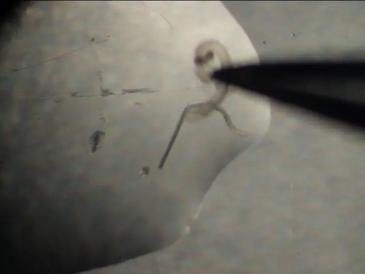 Imaging Centrosomes in Fly Testes
