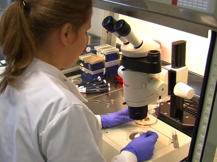 Generation of Lymph Node-fat Pad Chimeras for the Study of Lymph Node Stromal Cell Origin