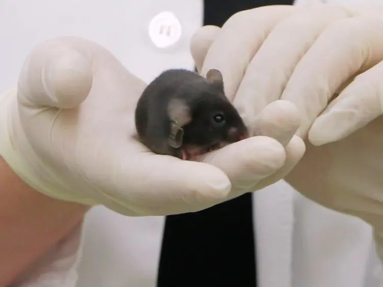 Marble Burying and Nestlet Shredding as Tests of Repetitive, Compulsive-like Behaviors in Mice