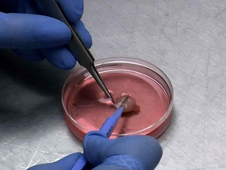 Nucleofection of Rodent Neuroblasts to Study Neuroblast Migration <em>In vitro</em>