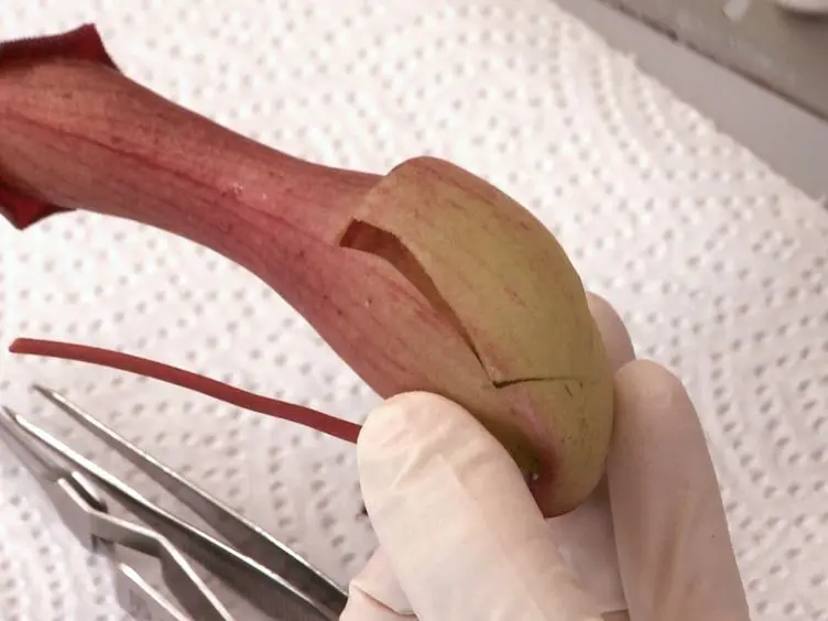 Isolation of Viable Multicellular Glands from Tissue of the Carnivorous Plant, <i>Nepenthes</i>