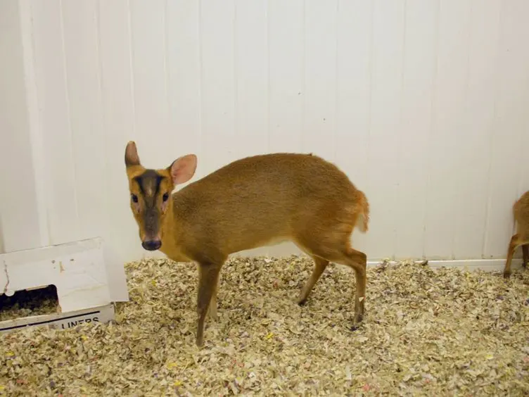 Milk Collection Methods for Mice and Reeves' Muntjac Deer