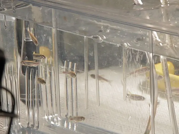 A Novel Light Damage Paradigm for Use in Retinal Regeneration Studies in Adult Zebrafish
