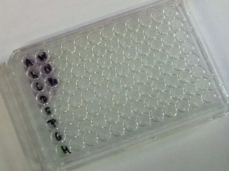 Simulating Pancreatic Neuroplasticity: <em>In Vitro</em> Dual-neuron Plasticity Assay