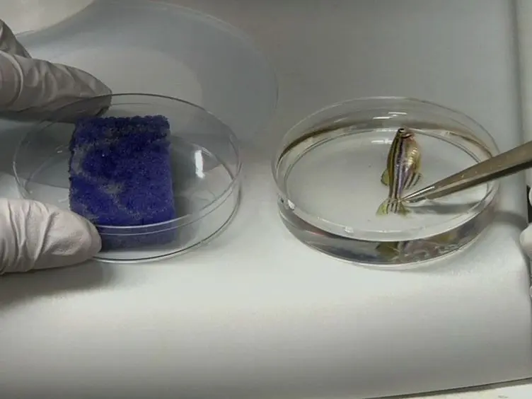 Electrophysiological Recording in the Brain of Intact Adult Zebrafish
