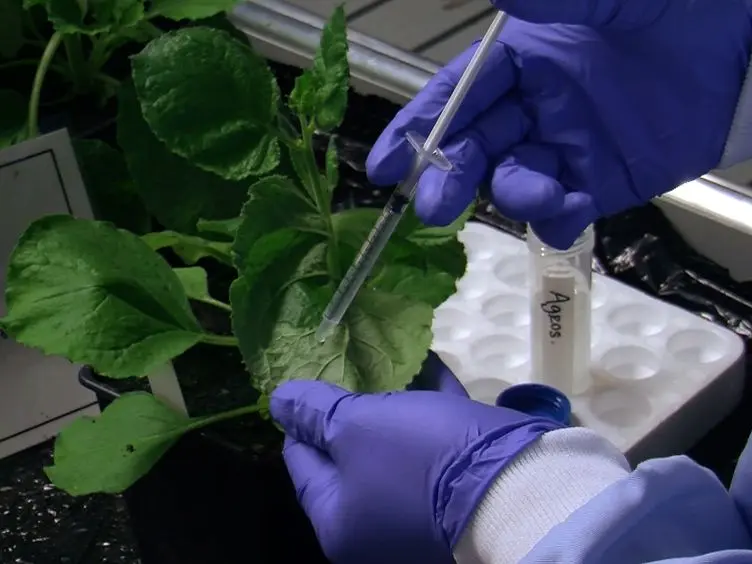Identification of Post-translational Modifications of Plant Protein Complexes