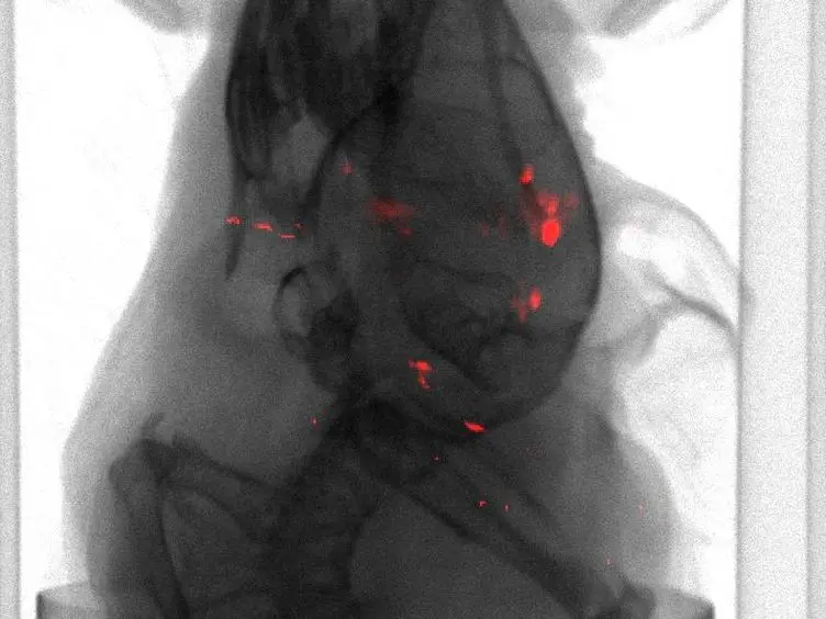 <em>In Vivo</em> Optical Imaging of Brain Tumors and Arthritis Using Fluorescent SapC-DOPS Nanovesicles