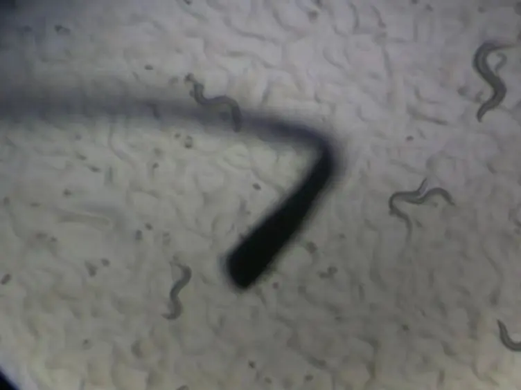Measuring the Effects of Bacteria on <em>C. Elegans</em> Behavior Using an Egg Retention Assay