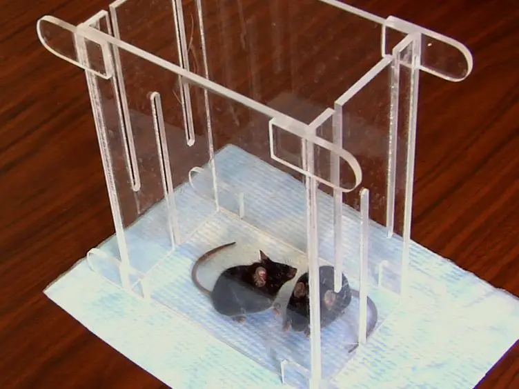 Study Motor Skill Learning by Single-pellet Reaching Tasks in Mice