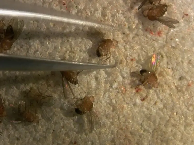 Testing <em>Drosophila</em> Olfaction with a Y-maze Assay