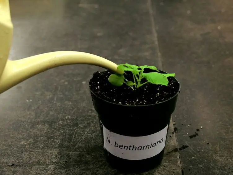 Assaying Proteasomal Degradation in a Cell-free System in Plants