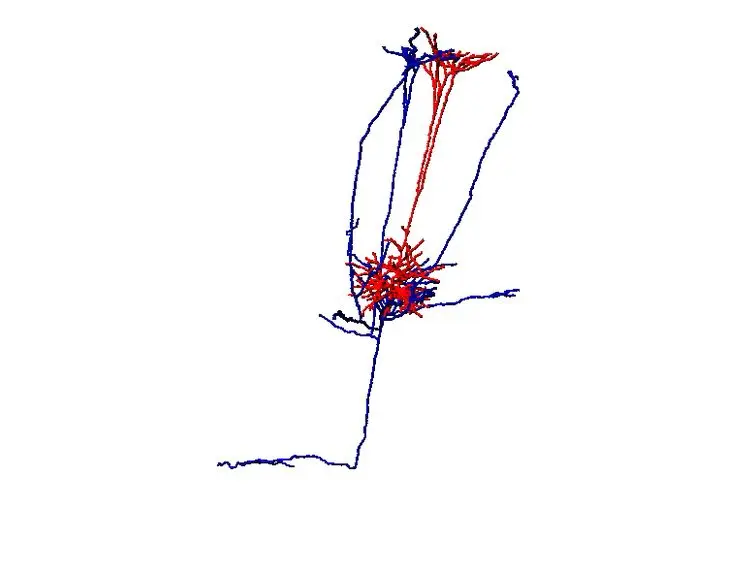 Juxtasomal Biocytin Labeling to Study the Structure-function Relationship of Individual Cortical Neurons