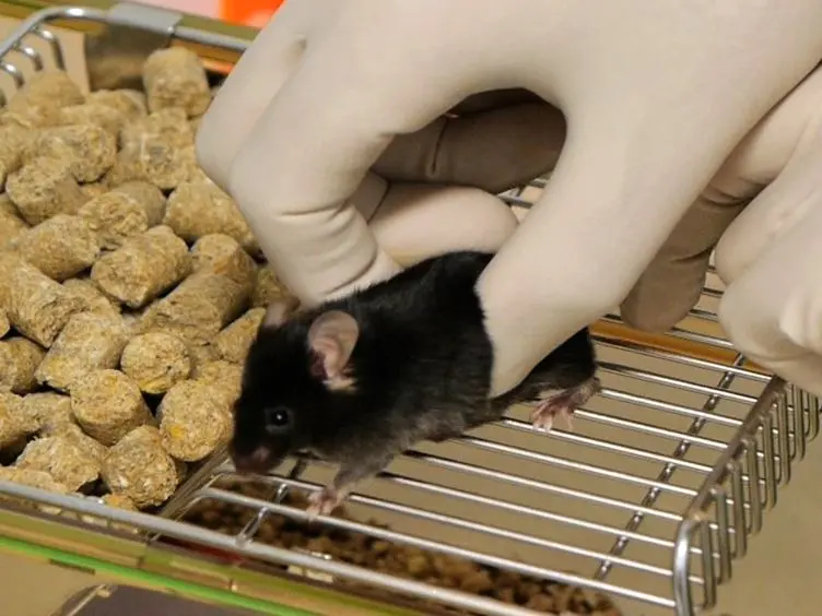 A Modified Method for Heterotopic Mouse Heart Transplantion