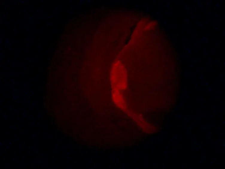An Engulfment Assay: A Protocol to Assess Interactions Between CNS Phagocytes and Neurons