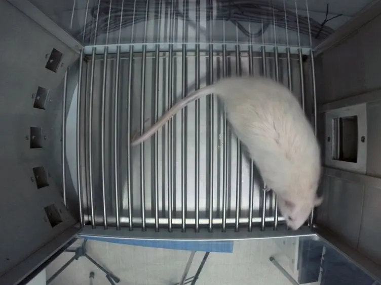 The 5-Choice Serial Reaction Time Task: A Task of Attention and Impulse Control for Rodents