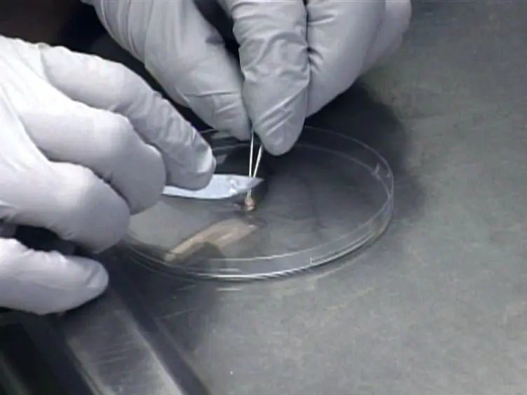 Transgenic Rodent Assay for Quantifying Male Germ Cell Mutant Frequency