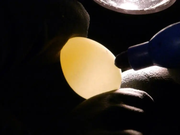 Dissection and Downstream Analysis of Zebra Finch Embryos at Early Stages of Development