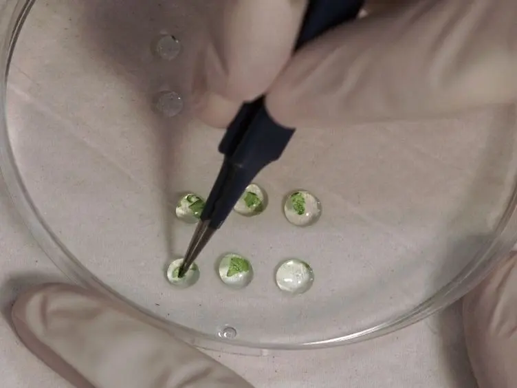 Measuring the Osmotic Water Permeability Coefficient (P<sub>f</sub>) of Spherical Cells: Isolated Plant Protoplasts as an Example