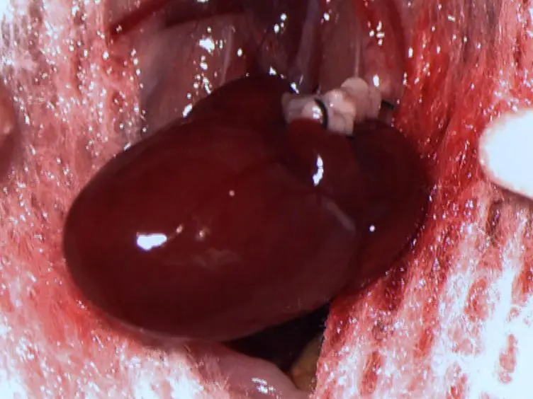 Transplantation of Pulmonary Valve Using a Mouse Model of Heterotopic Heart Transplantation