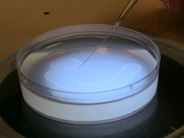 A Protocol to Infect <em>Caenorhabditis elegans</em> with <em>Salmonella typhimurium</em>