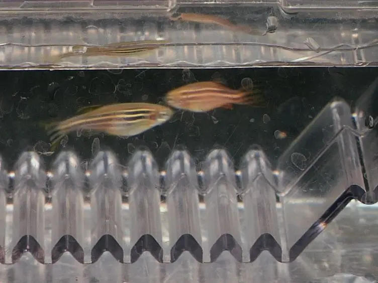 Production of Haploid Zebrafish Embryos by <em>In Vitro</em> Fertilization