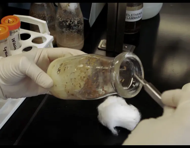 Dissection and Immunostaining of Imaginal Discs from <em>Drosophila melanogaster</em>