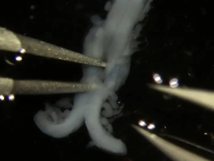 Production and Isolation of Axons from Sensory Neurons for Biochemical Analysis Using Porous Filters