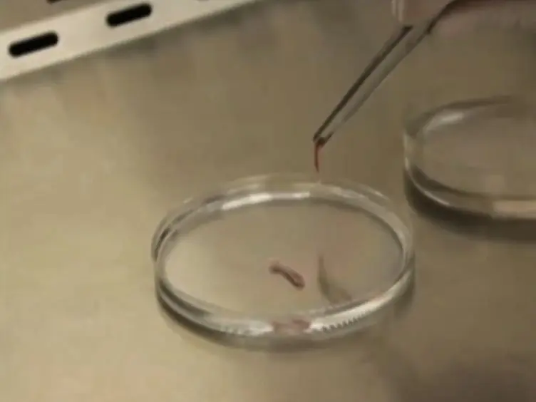 A Novel <em>in vivo</em> Gene Transfer Technique and <em>in vitro</em> Cell Based Assays for the Study of Bone Loss in Musculoskeletal Disorders