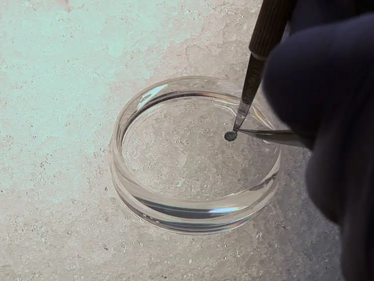 Murine Corneal Transplantation: A Model to Study the Most Common Form of Solid Organ Transplantation