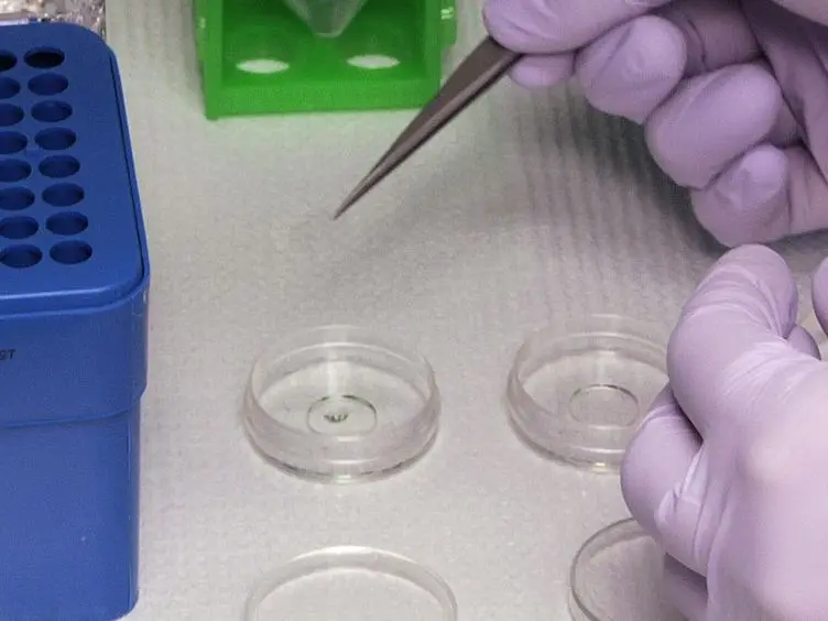 A Novel Method for Localizing Reporter Fluorescent Beads Near the Cell Culture Surface for Traction Force Microscopy