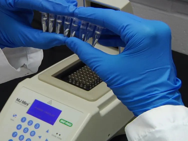 Rapid Genotyping of Animals Followed by Establishing Primary Cultures of Brain Neurons