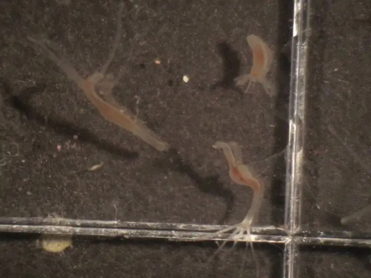 Generation of Transgenic <em>Hydra</em> by Embryo Microinjection