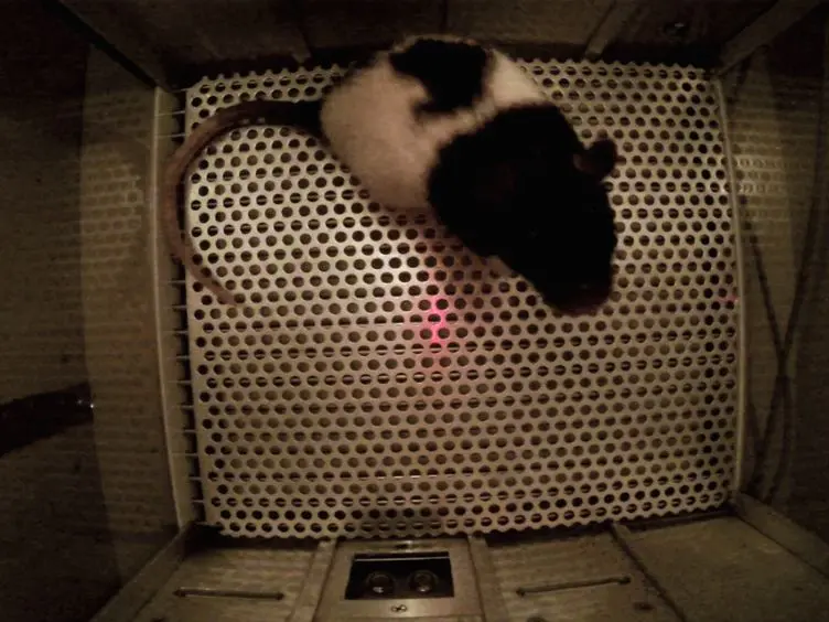 A Procedure to Observe Context-induced Renewal of Pavlovian-conditioned Alcohol-seeking Behavior in Rats