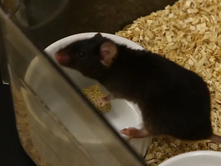 The Attentional Set Shifting Task: A Measure of Cognitive Flexibility in Mice