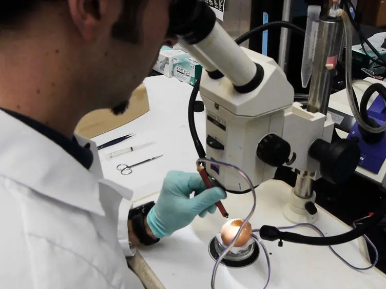 RNA-Seq Analysis of Differential Gene Expression in Electroporated Chick Embryonic Spinal Cord