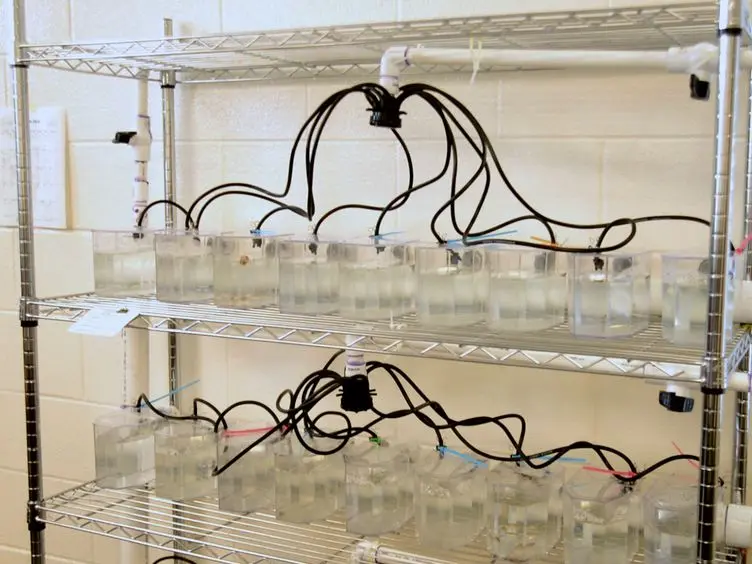 Construction of an Affordable and Easy-to-Build Zebrafish Facility