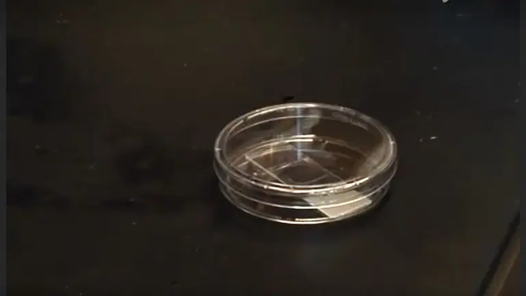 Experimental and Imaging Techniques for Examining Fibrin Clot Structures in Normal and Diseased States