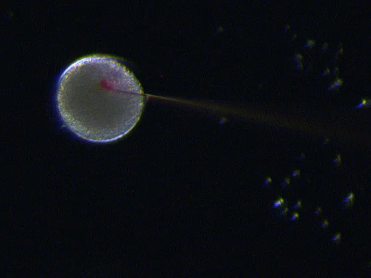 Expression of Fluorescent Proteins in <em>Branchiostoma lanceolatum</em> by mRNA Injection into Unfertilized Oocytes