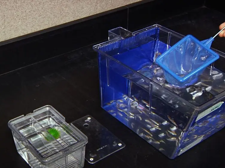 A Manual Small Molecule Screen Approaching High-throughput Using Zebrafish Embryos