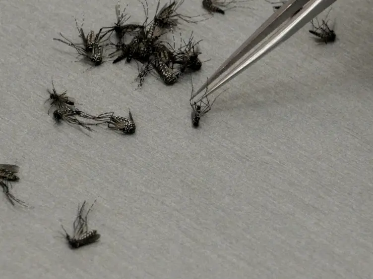 Physiological Recordings and RNA Sequencing of the Gustatory Appendages of the Yellow-fever Mosquito <em>Aedes aegypti</em>