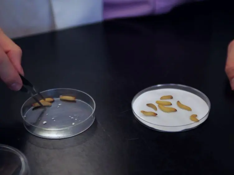 <em>In vivo</em> and <em>In vitro</em> Rearing of Entomopathogenic Nematodes (<em>Steinernematidae</em> and <em>Heterorhabditidae</em>)