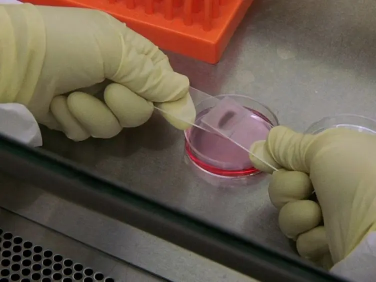 <em>In Vitro</em> Analysis of Myd88-mediated Cellular Immune Response to West Nile Virus Mutant Strain Infection