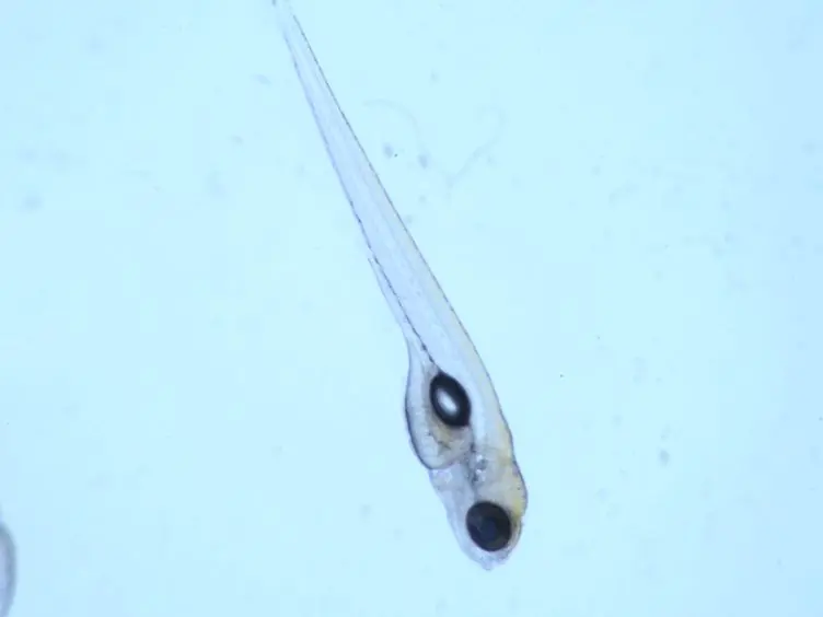 Modeling Mucosal Candidiasis in Larval Zebrafish by Swimbladder Injection