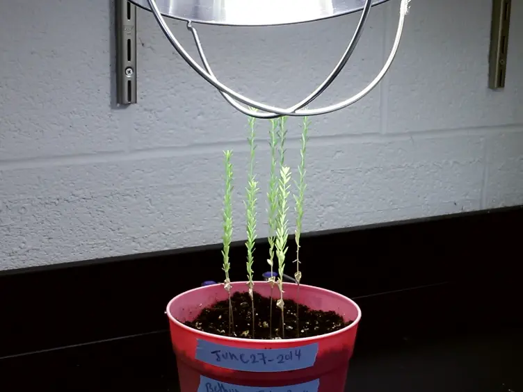 Floral-Dip Transformation of Flax (<em>Linum usitatissimum</em>) to Generate Transgenic Progenies with a High Transformation Rate