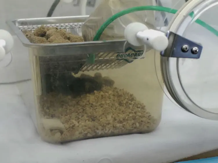 Mouse Pneumonectomy Model of Compensatory Lung Growth