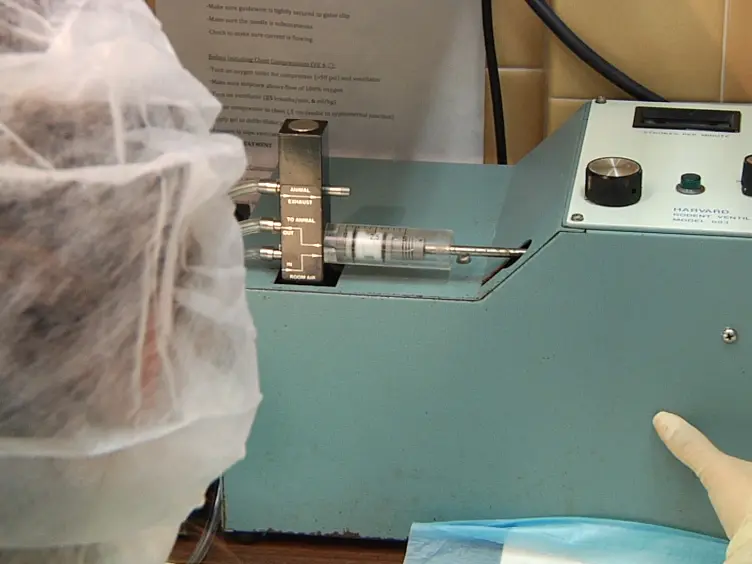 A Rat Model of Ventricular Fibrillation and Resuscitation by Conventional Closed-chest Technique